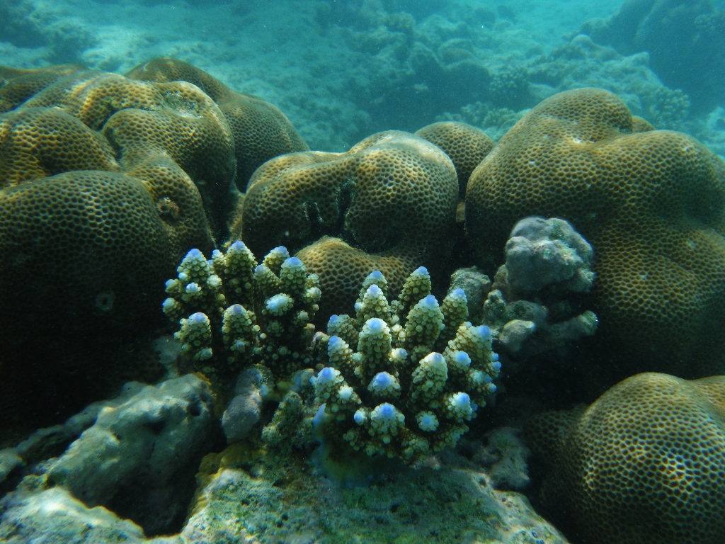 Maldives-17OCT2010 072 Maldives-17OCT2010 072